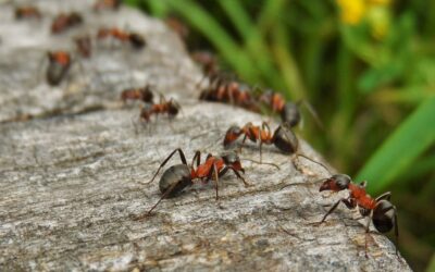Des fourmis sur la terrasse.